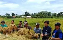 Jelang Ramadhan Stok Beras Bulog OKU Aman hingga Mei 2026