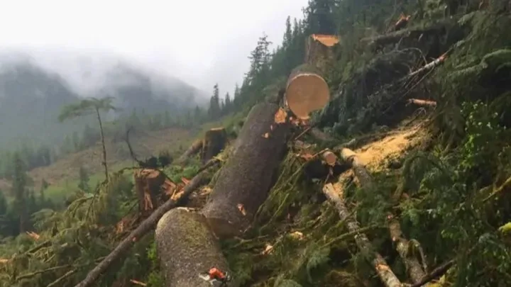 Illegal Logging Gunung Ciremai Mengancam Majalengka, Aparat Perketat Patroli