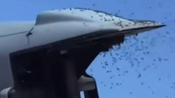 Fenomena Aneh di Israel: Ribuan Lebah Kepung Netivot Picu Kepanikan